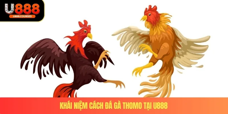 Cách Đá Gà Thomo - Chuẩn Xác Nhận Giải Thưởng Lớn U888 2 Khái niệm cách đá gà Thomo tại U888