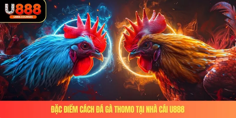 Cách Đá Gà Thomo - Chuẩn Xác Nhận Giải Thưởng Lớn U888 3 Đặc điểm cách đá gà Thomo tại nhà cái U888
