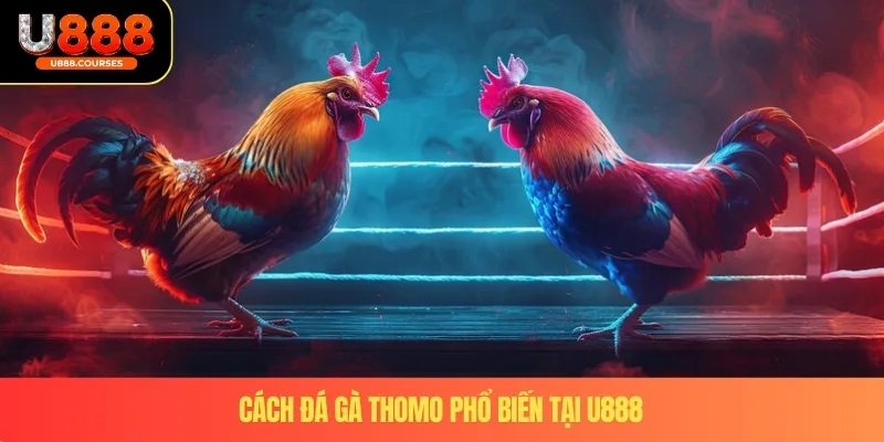Cách Đá Gà Thomo - Chuẩn Xác Nhận Giải Thưởng Lớn U888 4 Cách đá gà Thomo phổ biến tại U888