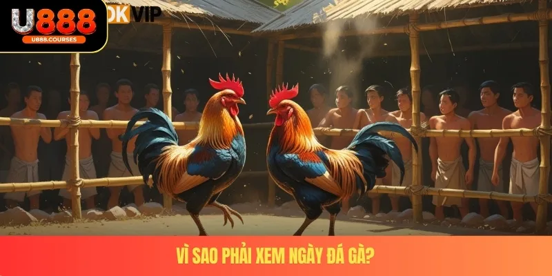 Cách Xem Ngày Đá Gà - Bí Quyết Lựa Chiến Kê Chuẩn Xác Của Cao Thủ 2 Vì sao phải xem ngày đá gà?