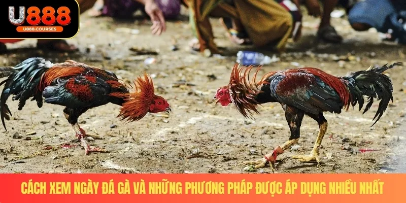 Cách Xem Ngày Đá Gà - Bí Quyết Lựa Chiến Kê Chuẩn Xác Của Cao Thủ 3 Cách xem ngày đá gà và những phương pháp được áp dụng nhiều nhất