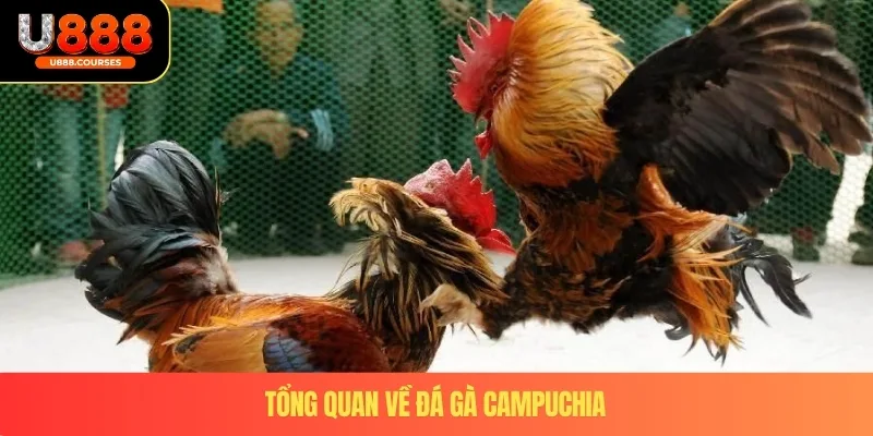 Tổng quan về đá gà campuchia