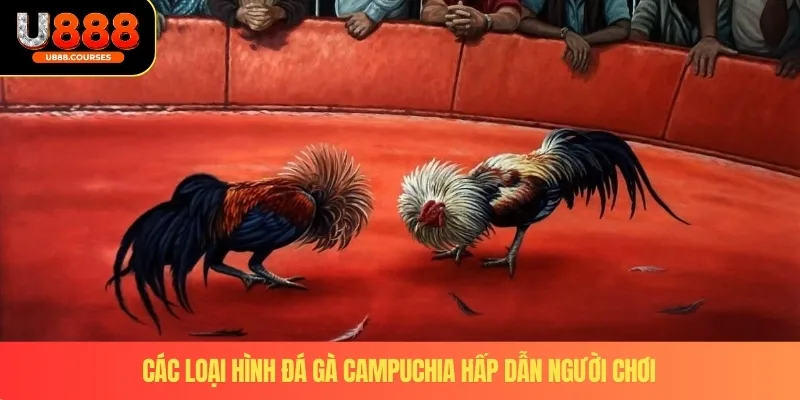 Các loại hình đá gà campuchia hấp dẫn người chơi