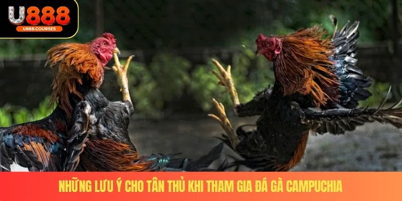 Những lưu ý cho tân thủ khi tham gia đá gà campuchia