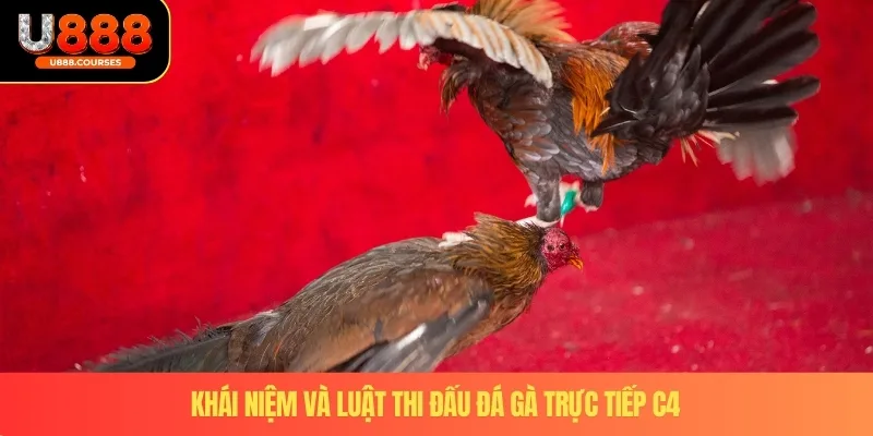 Khái niệm và luật thi đấu đá gà trực tiếp C4