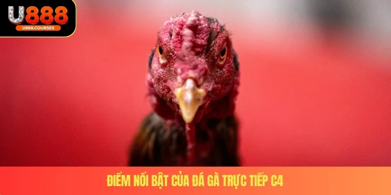 Điểm nổi bật của đá gà trực tiếp C4