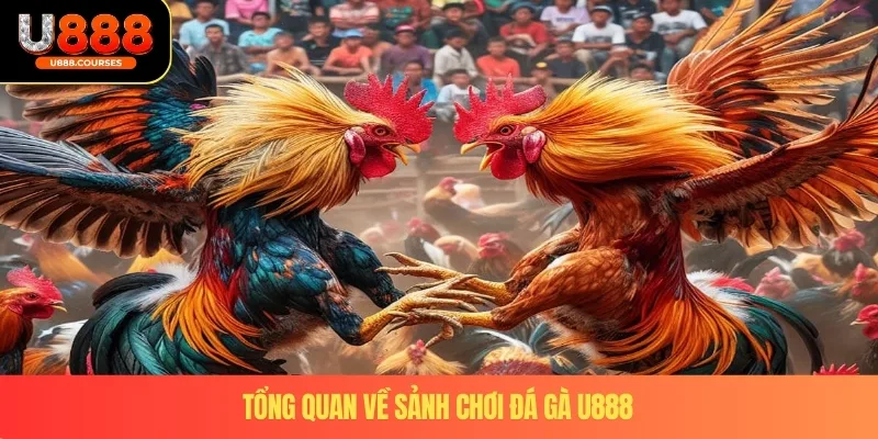 Tổng quan về sảnh chơi đá gà U888