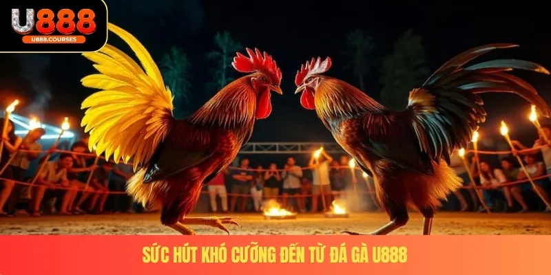 Đá Gà U888 2 Sức hút khó cưỡng đến từ đá gà U888