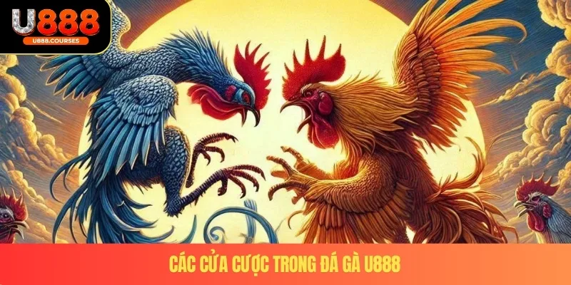 Đá Gà U888 4 Các cửa cược trong đá gà U888